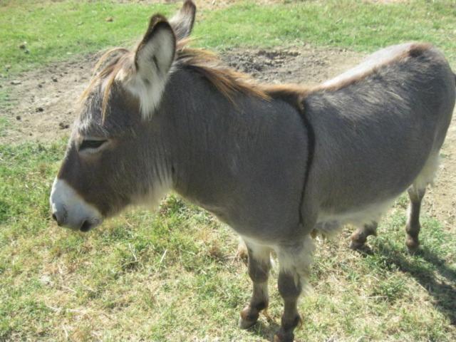 Consalvi Valentina Alojamento de Turismo Rural *